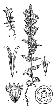 A picture is showing Gentiana. It belongs to gentian family. This is the orders of Gentiana flowering branch are illustrated, vintage line drawing or engraving illustration.のイラスト素材