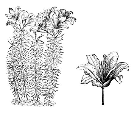 Lilium Elegans is a flowering plant. Each stem has one or two flower heads. The flowers are pale, scarlet red in color, vintage line drawing or engraving illustration.のイラスト素材