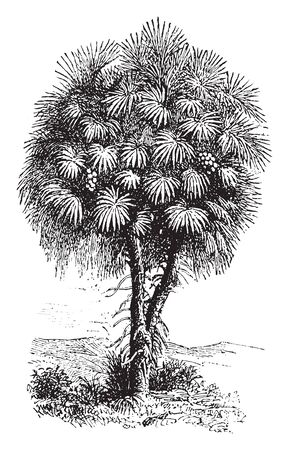A type of palm that has branches repeatedly branched, each branch ends in a tuft of large leaves in the form of a fan, vintage line drawing or engraving illustration.のイラスト素材