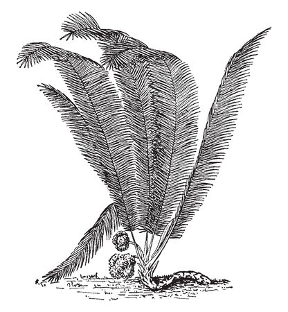 A picture, that's showing an lvory palm. This is from Arecaceae family. The leaves are long and hairy, vintage line drawing or engraving illustration.のイラスト素材