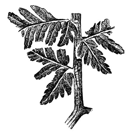 A picture showing the fossil sea fern of the ancient period. These types of ferns were mostly found in carboniferous period, vintage line drawing or engraving illustration.のイラスト素材