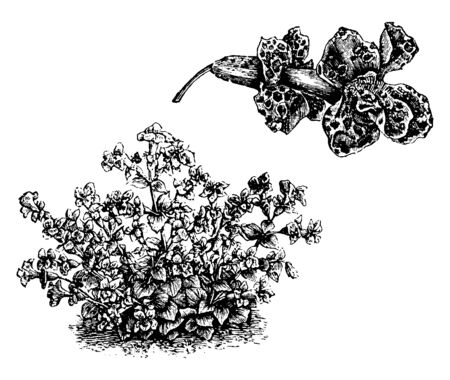 This picture shows a dwarf plant Mimulus luteus nobilis, is a tubular flower found in North America, vintage line drawing or engraving illustration.のイラスト素材