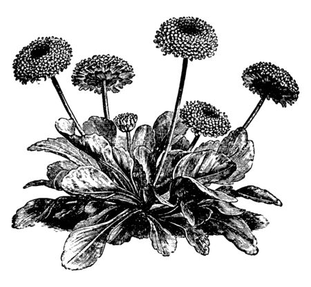 The leaves are oblong, and leaf margin is serrated and the leaf arrangement is alternate, vintage line drawing or engraving illustration.のイラスト素材