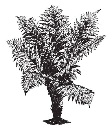 A picture showing Blechnum Brasiliense. Red Brazilian tree fern is the common name for, is a fern species in the genus Blechnum. Leaves are two to three feet long and one foot or more wide, vintage line drawing or engraving illustration.のイラスト素材
