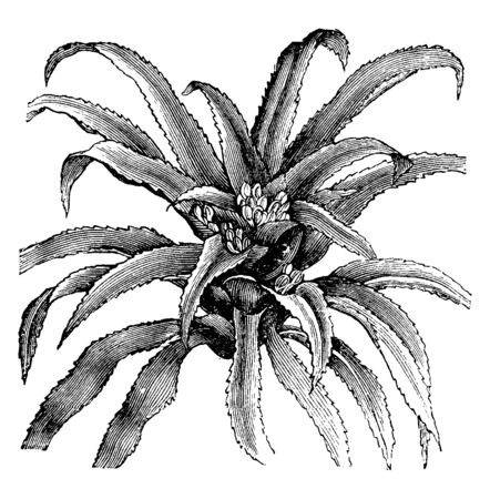 The flowering plants Karatas Scheremetiewi is commonly known as Bromeliads in family Bromeliaceae. Almost 3475 known species found in tropical Americas, vintage line drawing or engraving illustration.のイラスト素材