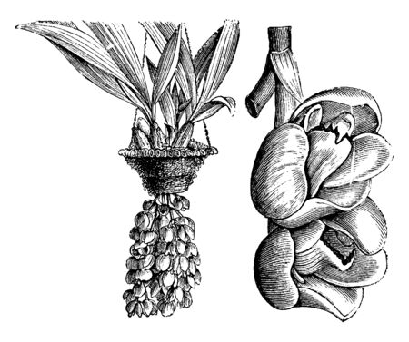 Peristeria Cerina is also called dove flower. This plant has large size of leaves and yellow color flower, vintage line drawing or engraving illustration.のイラスト素材