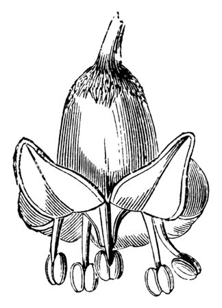 A picture is showing Flower of Aralia Racemosa. These flowers are greenish-white occurring in terminal panicles, with spreading petals. These flowers are blooming in June, vintage line drawing or engraving illustration.のイラスト素材