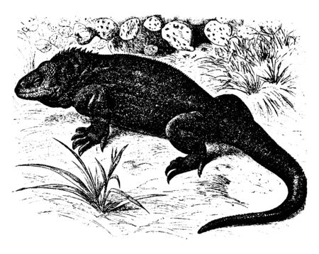 Galapagos land lizard is a species of lizard in the family Iguanidae and is one of three species of the genus Conolophus, vintage line drawing or engraving illustration.のイラスト素材