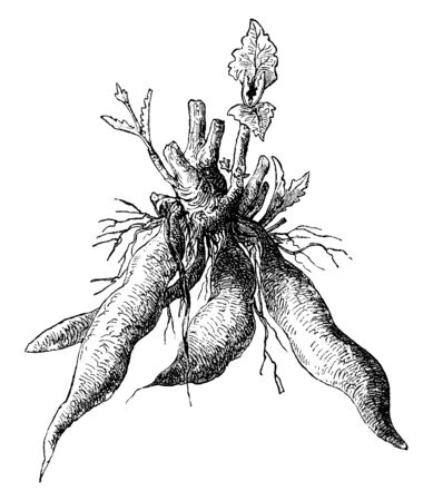 A picture is showing Polumnia Edulis. Its common name is Yacon. This is a perennial plant. The tubers of this plant are edible, vintage line drawing or engraving illustration.のイラスト素材