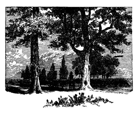 A man wearing a hat is standing between two pecan trees with his dog, vintage line drawing or engraving illustration.のイラスト素材