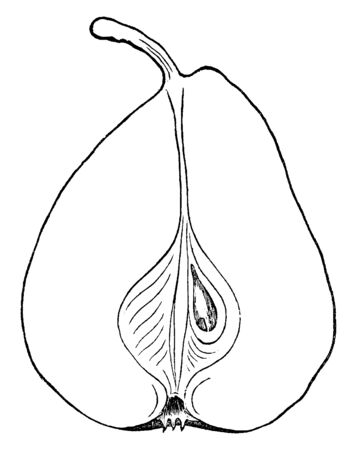 It is a side view shape of Jalousie de Fontenay Vendee Pear containing one seed, vintage line drawing or engraving illustration.のイラスト素材