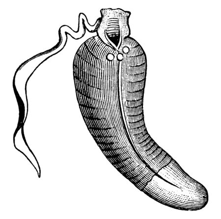 Spoon Worm considered annelids though they are not segmented, vintage line drawing or engraving illustration.のイラスト素材