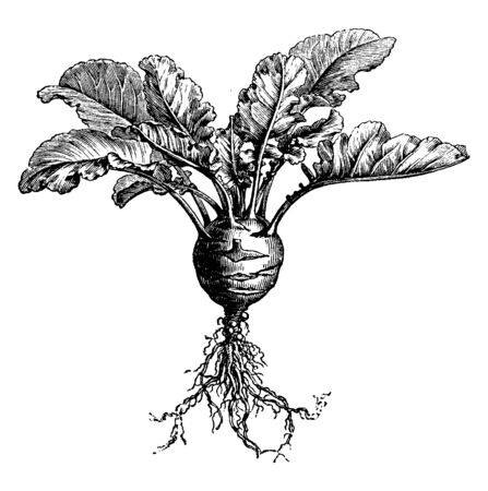 This image is full growing of kohlrabi. This is rounded shape. The leaves are long. Root is long, vintage line drawing or engraving illustration.のイラスト素材