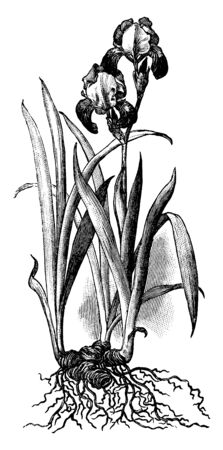 Roots, flowers and sword like leaves of Iris plant, vintage line drawing or engraving illustration.のイラスト素材