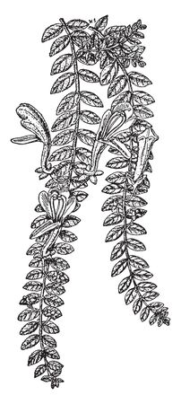 This plant is in the family Gesneriaceae. Origins are from Central and South America and the Caribbean. Columnea gloriosa is native to Costa Rica. The flowers are scarlet and yellow, vintage line drawing or engraving illustration.のイラスト素材