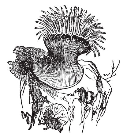 Anemone is a genus of about 200 species of flowering plants in the family Ranunculaceae, vintage line drawing or engraving illustration.のイラスト素材