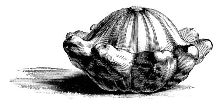 The custard gourd looks like a crow, they it grows near the stem, this include in pumpkin species, skin is sometimes tough, vintage line drawing or engraving illustration.のイラスト素材