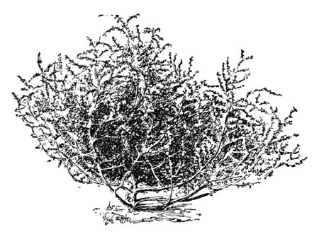 Russian Salvia is flowering plant. Their flowers are blossoms from mid-summer to late October, vintage line drawing or engraving illustration.のイラスト素材