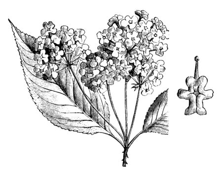 The image shows an Inflorescence and Detached Flower of Hybrid Lantana. It is used for greenhouse decoration and for bedding out purposes. Flowers are red, golden, or white, vintage line drawing or engraving illustration.のイラスト素材