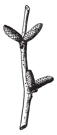 A picture is showing Winter Catkins of Filbert. Filbert is also known as Corylus. It belongs to the Birch family Betulaceae. This is the winter catkins of the plant, vintage line drawing or engraving illustration.のイラスト素材