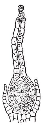 This Picture shows Archegonia Plant stage after fertilization. In this stage ovum is developing into sporogonium. At bottom venter is present and in that egg cell is present, neck canal at upper side, vintage line drawing or engraving illustration.のイラスト素材