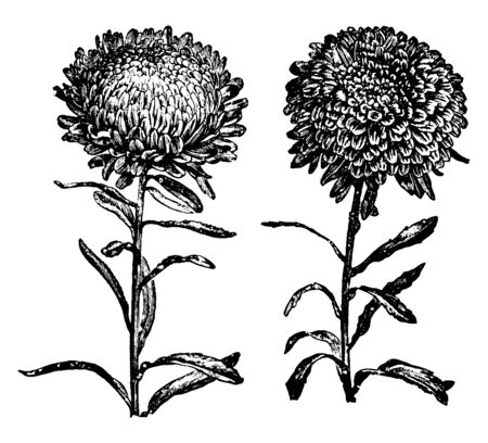 A picture showing the Truffaut's Peony Perfection. Both asters have hemispherical heads formed. The colors vary. These flowers are vigorous vertical cultivators, vintage line drawing or engraving illustration.のイラスト素材