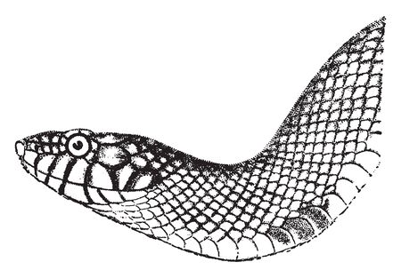 King Snakes are colubrid snakes members of the genus Lampropeltis which include milk snakes and four other species, vintage line drawing or engraving illustration.のイラスト素材