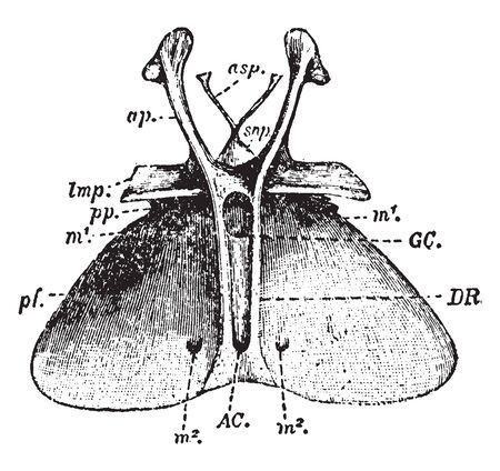 Entosternum is an internal process or system of processes of the sternum of an insect or other arthropod, vintage line drawing or engraving illustration.のイラスト素材
