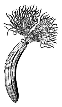 Dasychone Infracta is a large phylum of animal comprising the segmented worm with about 15000 modern species including the well known earthworms, vintage line drawing or engraving illustration.のイラスト素材