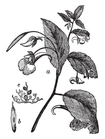 A picture of flowering plant, flowers grown below leaves. The leaves are alternating arranged and flower growing on leaves midrib, vintage line drawing or engraving illustration.のイラスト素材