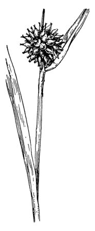 A picture is showing American Bur-Reed, also known as Sparganium americanum. The flower are grow out of the axil and it fruits are spiny, vintage line drawing or engraving illustration.のイラスト素材