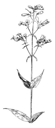 Pentstemon has white, pink, red, blue, or purple flowers with five stamens, one of which is bearded and sterile, vintage line drawing or engraving illustration.のイラスト素材