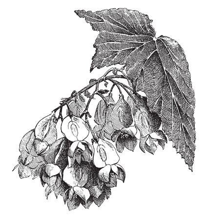 The Begonia Madame de Lesseps flower bunch is tilted downwards, and leaves are large and thick, vintage line drawing or engraving illustration.のイラスト素材