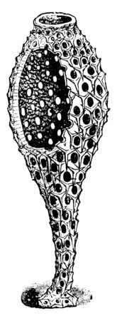Anageshna Primordialis is a species of moth of the Crambidae family, vintage line drawing or engraving illustration.のイラスト素材