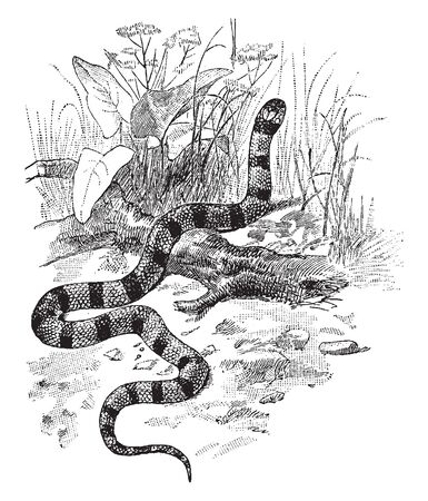 Coral Snake is a venomous snake with thick red yellow and black bands, vintage line drawing or engraving illustration.のイラスト素材