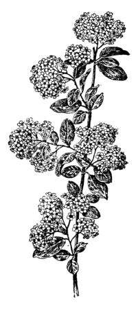 Picture is of Spiraea Henryi plant. It belongs to the family Rosaceae and is native to Northern Hemisphere. The leaves are narrowly oval and about 2.5 to 10.2 cm long, vintage line drawing or engraving illustration.のイラスト素材