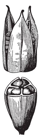 The fruit is a dry capsule 4-7 centimeters (1.6-2.8 in) long, containing numerous pale brown seeds, vintage line drawing or engraving illustration.のイラスト素材