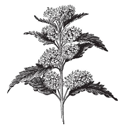 Caryopteris Incana is known as bluebeard. It is a deciduous shrub, vintage line drawing or engraving illustration.のイラスト素材