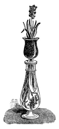 In this picture, two Hyacinths plants are being produced in a glass vessel, vintage line drawing or engraving illustration.のイラスト素材