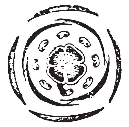 The picture shows Heath flower. It has four sepals, four divisions of corolla, eight stamens in two rows and four divisions of pistil. The flower is tetramerous, complete, symmetrical and regular, vintage line drawing or engraving illustration.のイラスト素材