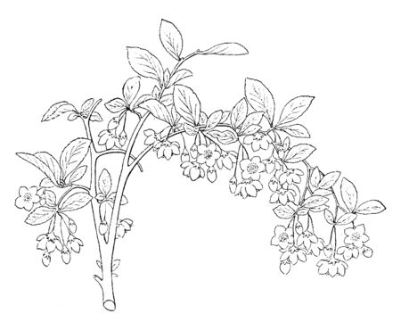 Styrax Japonica is well-known as the Japanese snowbell, is native China, Japan, and Korea in family Styracaceae, vintage line drawing or engraving illustration.のイラスト素材