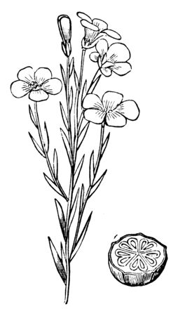 A picture is showing Common Flax, also known as Linum usitatissimum. It belongs to flax family, Linaceae. This is a flowering plant. This is an plant of flax and transverse section of ovary, vintage line drawing or engraving illustration.のイラスト素材