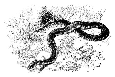 Mud Snake Slithering through Grass is a reptile in the Colubridae family of colubrid snakes native to the southeastern United States, vintage line drawing or engraving illustration.のイラスト素材