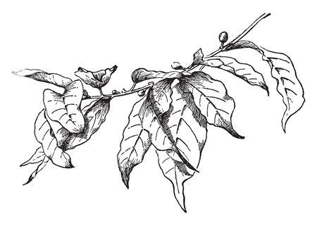 A tree, Coffea arabica, of the madder family, the principal species of coffee cultivated in Latin America and the chief coffee tree of commerce, vintage line drawing or engraving illustration.のイラスト素材