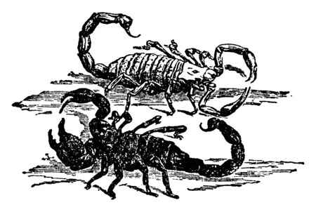 Arachnid Scorpion have an elongated body suddenly terminated by a long slender tail formed of six joints, vintage line drawing or engraving illustration.のイラスト素材