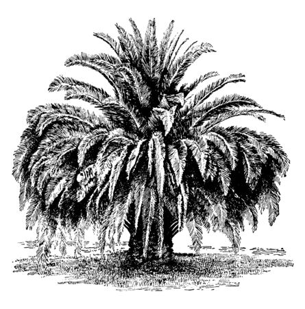 This is Phoenix Canalensis tree which is one of the most valuable palms, vintage line drawing or engraving illustration.のイラスト素材
