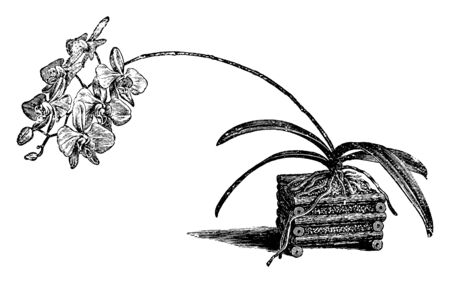 This is a picture of Phalaenopsis Amabilis. It is species of orchid commonly known as moth orchid or moon orchid these flower are grows in autumn height of these flowers are five inches in diameter, vintage line drawing or engraving illustration.のイラスト素材