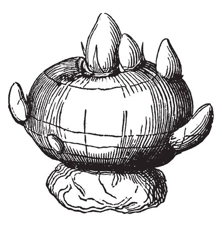 A picture is showing a genus of flowering plants in the iris family comprising 90 species of perennial plants that grow from corms, vintage line drawing or engraving illustration.のイラスト素材