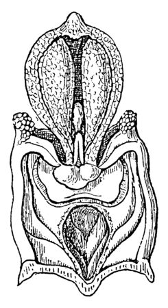 The early-purple orchid is a species of flowering plant in the orchid family, vintage line drawing or engraving illustration.のイラスト素材