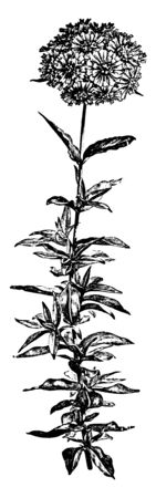 This is a flowering branch of Lychnis Chalcedonica. Its flowers are produced in clusters with bright red color. Leaves are simple green, vintage line drawing or engraving illustration.のイラスト素材